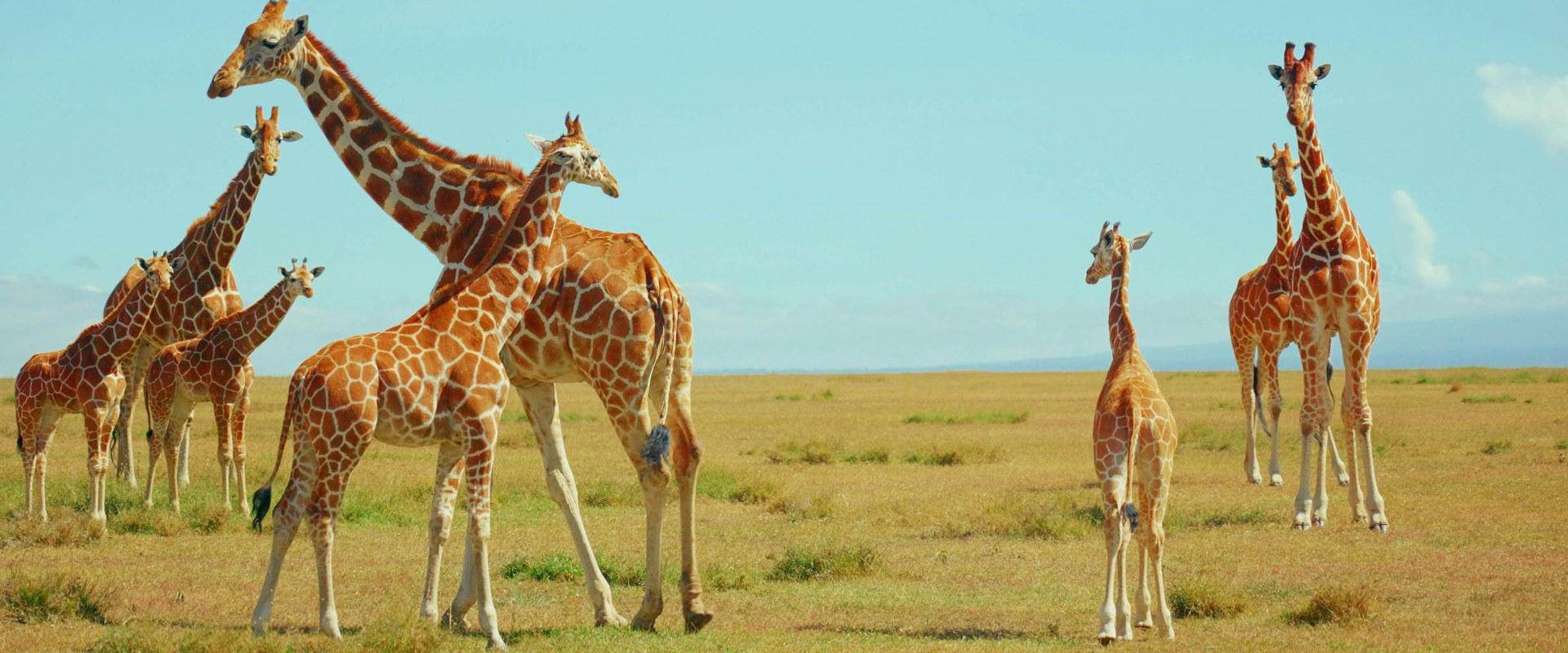 Experience the Best of Kenya: A Memorable Safari Journey