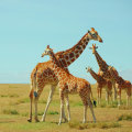 Experience the Best of Kenya: A Memorable Safari Journey