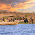 Exploring the Beauty of South Africa: A Guide to Safari Tours