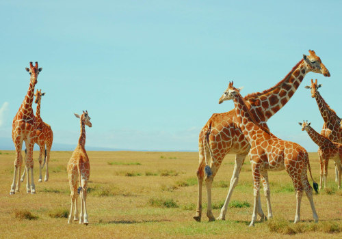 Experience the Best of Kenya: A Memorable Safari Journey